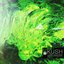 Dr. Dre - Kush (feat. Snoop Dogg & Akon) (PLS&TY & Arman Cekin Remix)