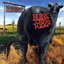 1997 - Dude Ranch