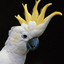 Avatar de Mokilaski