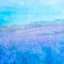 Lavender Dreams