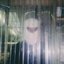 Seraphim [Explicit]