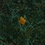 Daffodil