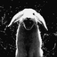 Avatar for niszczycielus