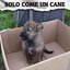 Solo come un cane (feat. Rueka)