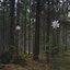 Wunderbaum