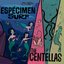 Espécimen Surf