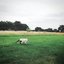 Goes Bucolic