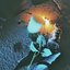 Bleach - Single