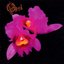 Orchid [Bonus Track]