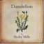 Dandelion