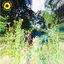 Sunflower - Single