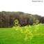 baum / sonne