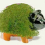 Awatar dla chia_pet