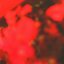 In The Warmth Of The Red Lights