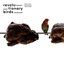 Revolutionary Birds