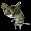 Avatar di boxfoxes