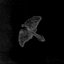 Moth Masque