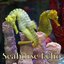 SEAHORSE ECHO
