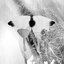 butterflies [Explicit]