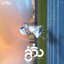 ลู่วิ่ง - Single
