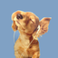 Avatar for unweeded_garden