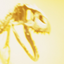 Avatar for oortigaa