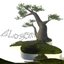 Blossom (feat. mental & Colton) - Single