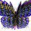Butterflies - Single