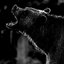 The Bear