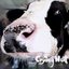 OK 목장의 젖소 Milk Cattle at the OK Corral