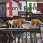 Old Dogs New Tricks