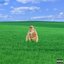 Blossom Baby - Single