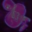 Amoenus - Single