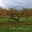 Fall on Sauvie Island - Single