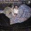 Debussy: Children's Corner; Suite Bergamasque; Images