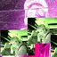 Römisches Reich / Druggy Popstar - Single