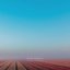 Fields Of Blue