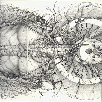 Mundus numen cover
