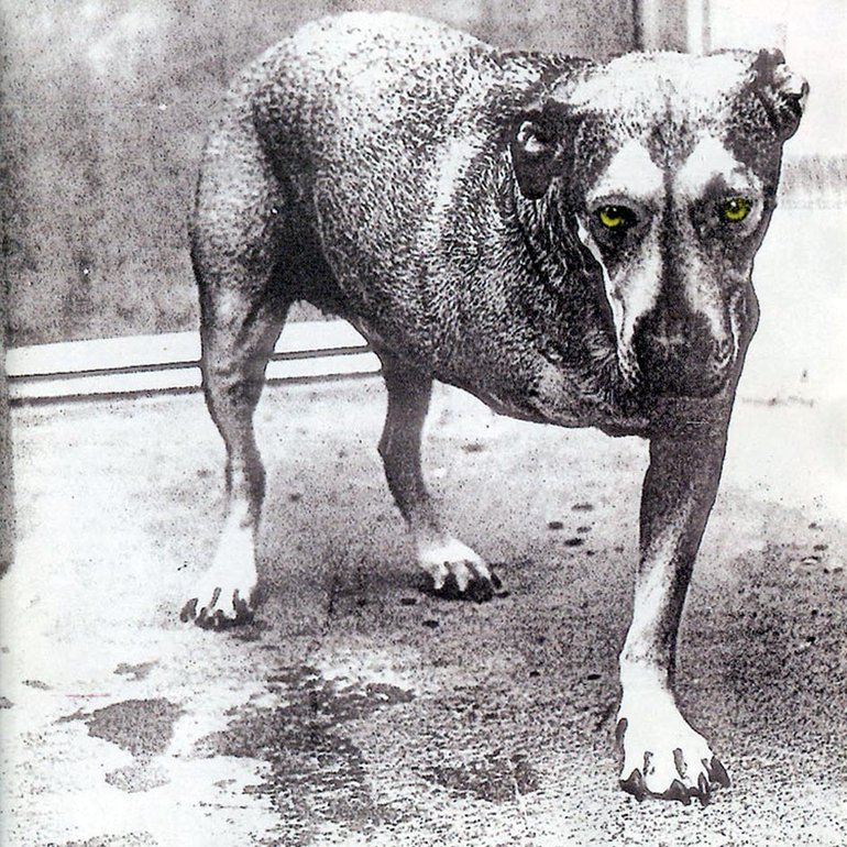 Alice in Chains - Alice in Chains Artwork (11 of 21) | Last.fm