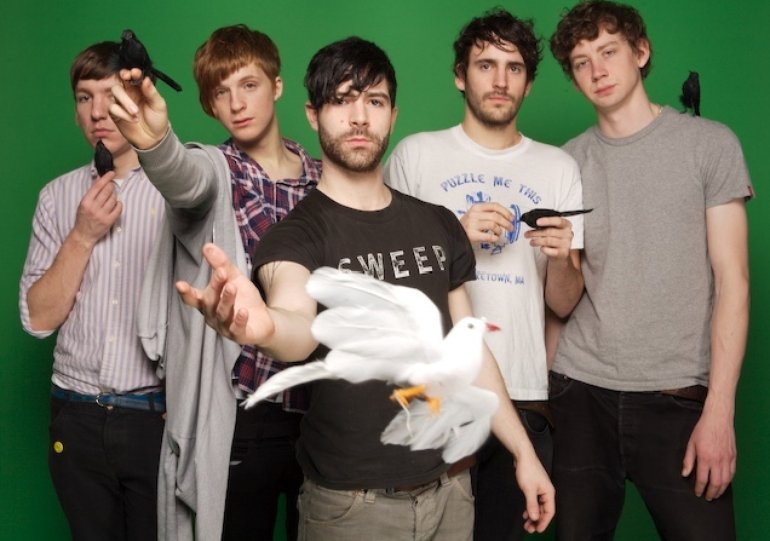 foals with birds