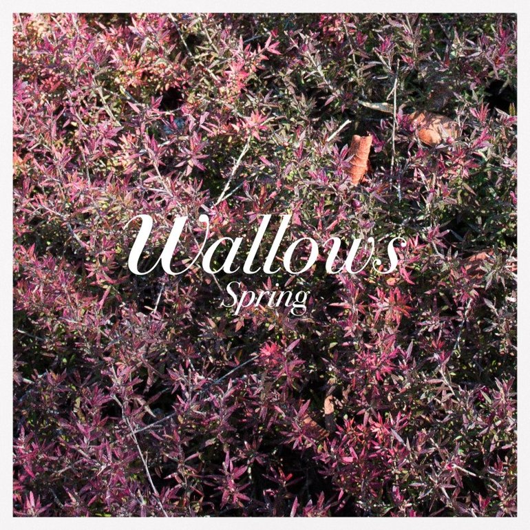 Resultado de imagen para wallows spring