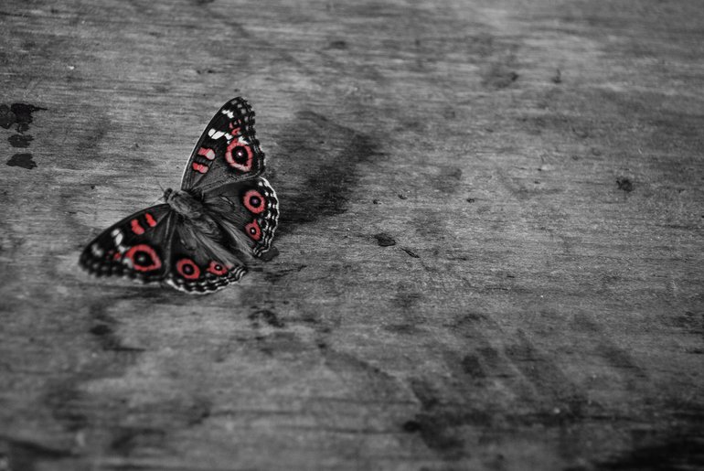 meadow argus