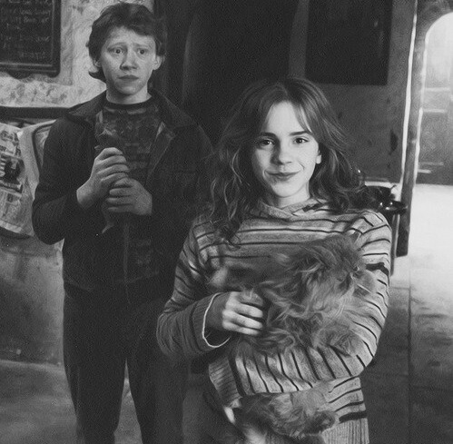 Кот гермионы