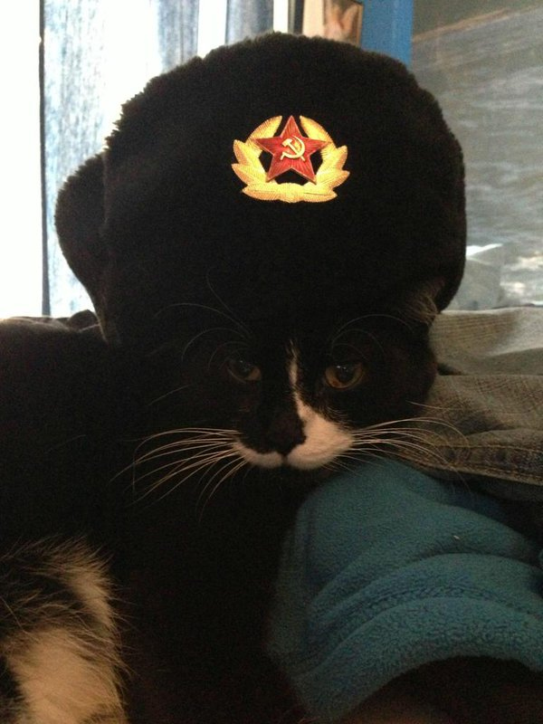 Ссср кот