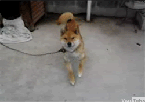 Собака танцует под музыку мем Dancing Dog at The Pet Store YouTube