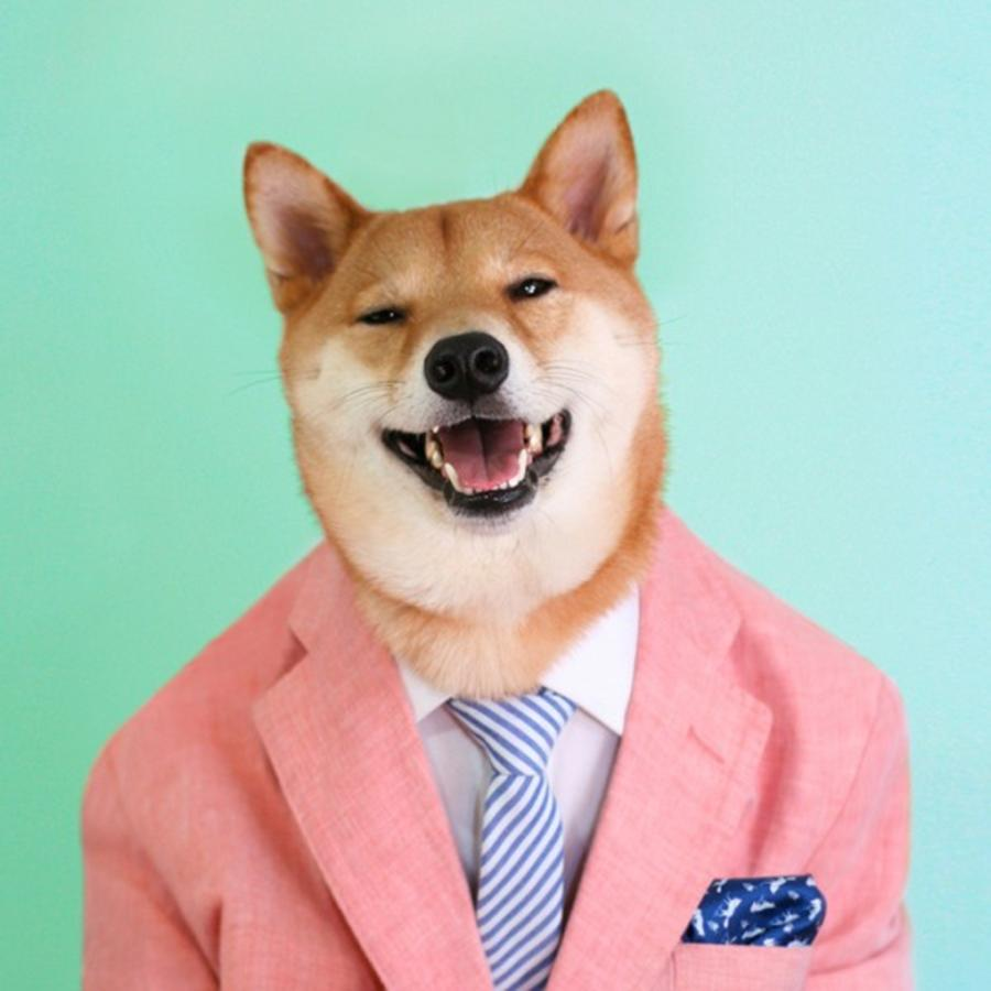 Мем собака в галстуке Pin by Ivan Lao on Others Menswear dog, Stylish dogs, Dog presents