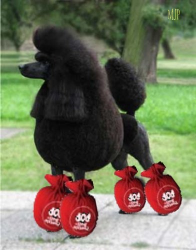 Poodle Breed Information Parti poodle, Dog breed info, Poodle