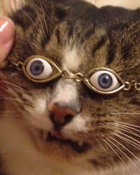 Упоротый кот