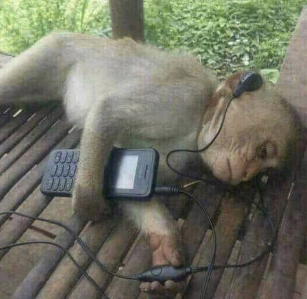 Обезьяна звонок мем