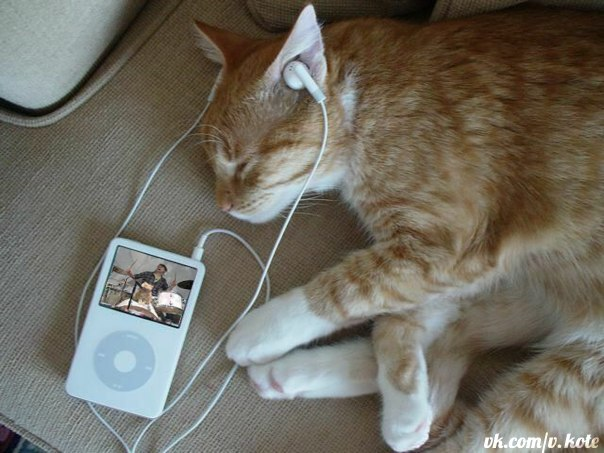 Слушать котик